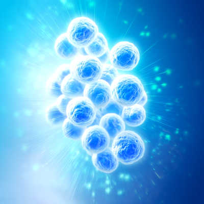 Supports Immune Function